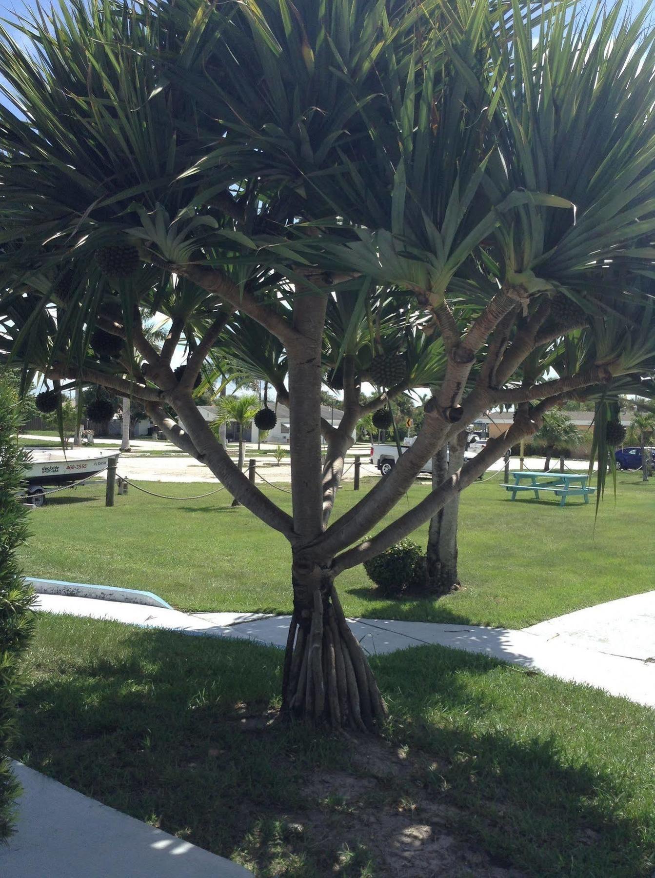 Dockside Inn & Resort Fort Pierce Exterior foto